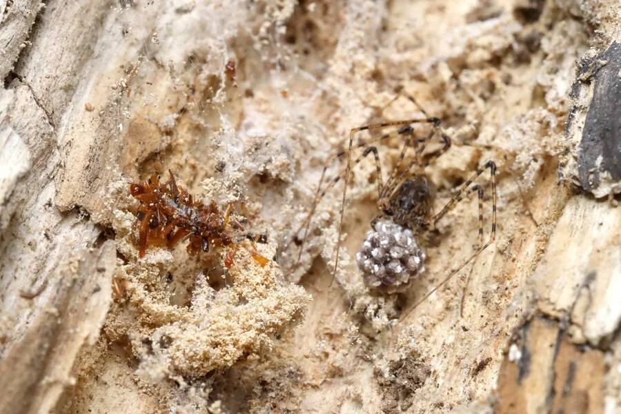 Bone Collector Larva