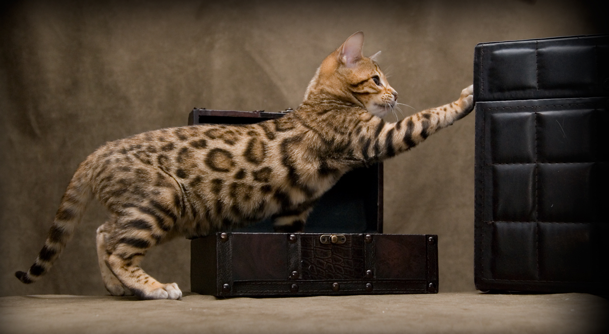 The exotic domestic Bengal cat