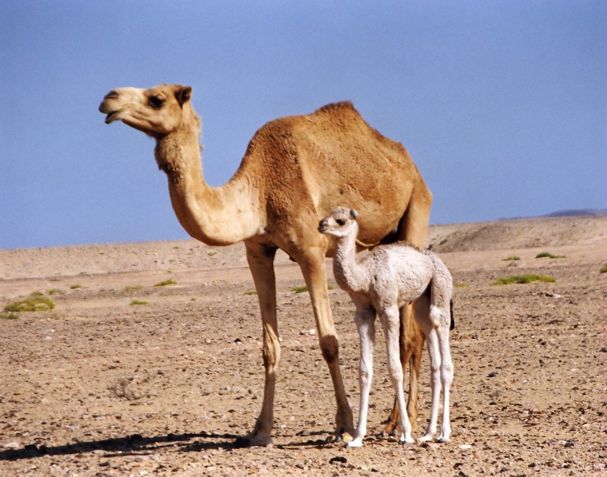 Camel Trivia All the Creatures