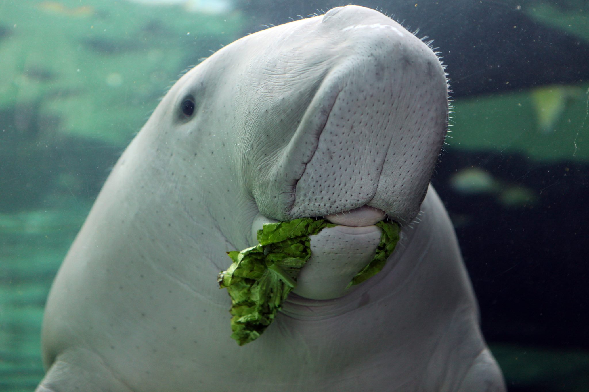 Dugong, cow of the sea