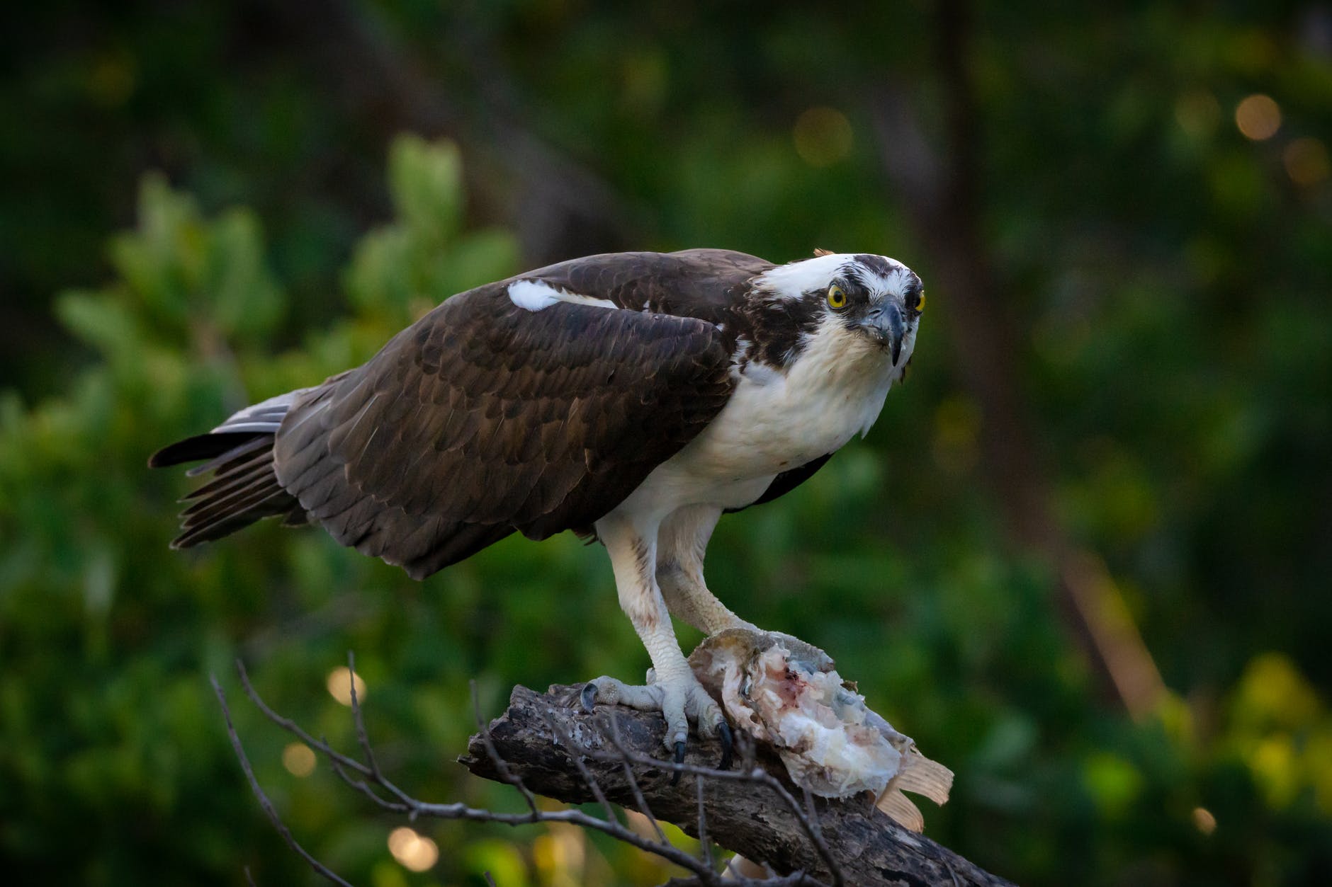 Differences Hawk, Falcon, Eagle, Osprey, And Kite All The Differences