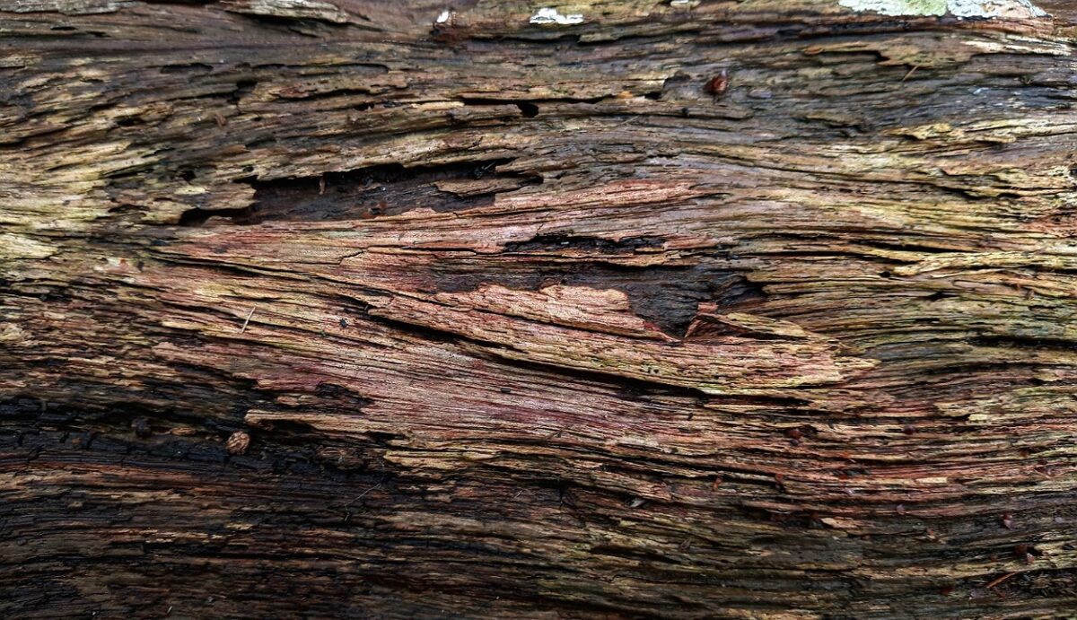 Oak Wood VS. Cedar Wood (Find Out) All The Differences