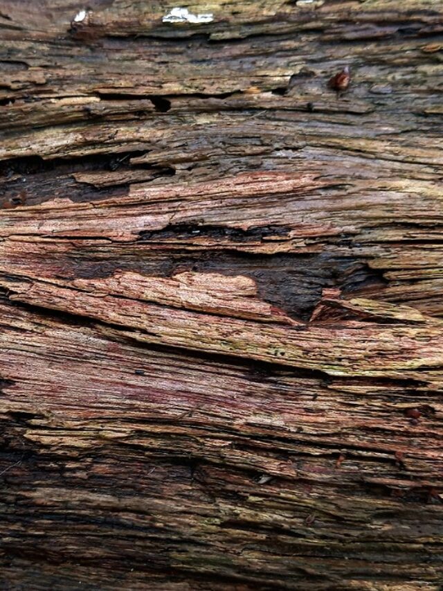 Oak Wood VS. Cedar Wood All The Differences