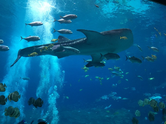 If you've never seen a whale shark, here's why you need to visit