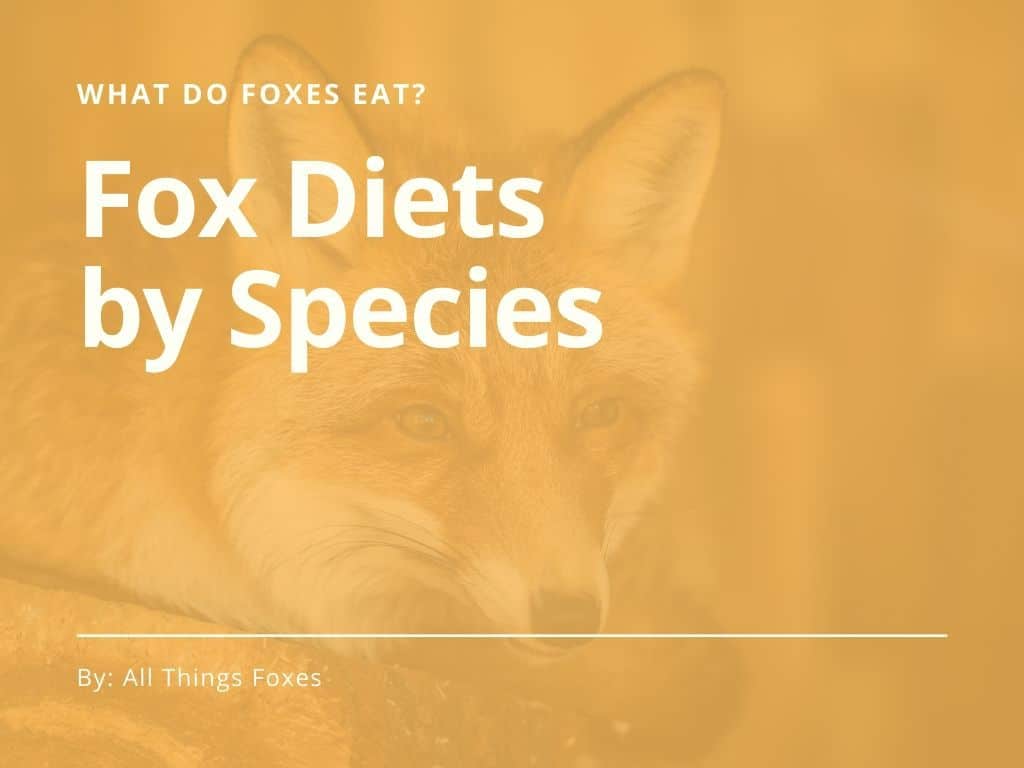 What Do Foxes Eat? Pet Fox Diet All Things Foxes