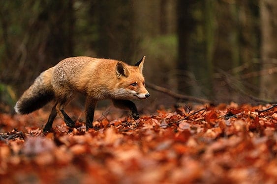 what predators eat foxes