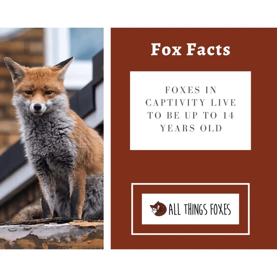 Fox Facts Interesting Facts about Foxes All Things Foxes