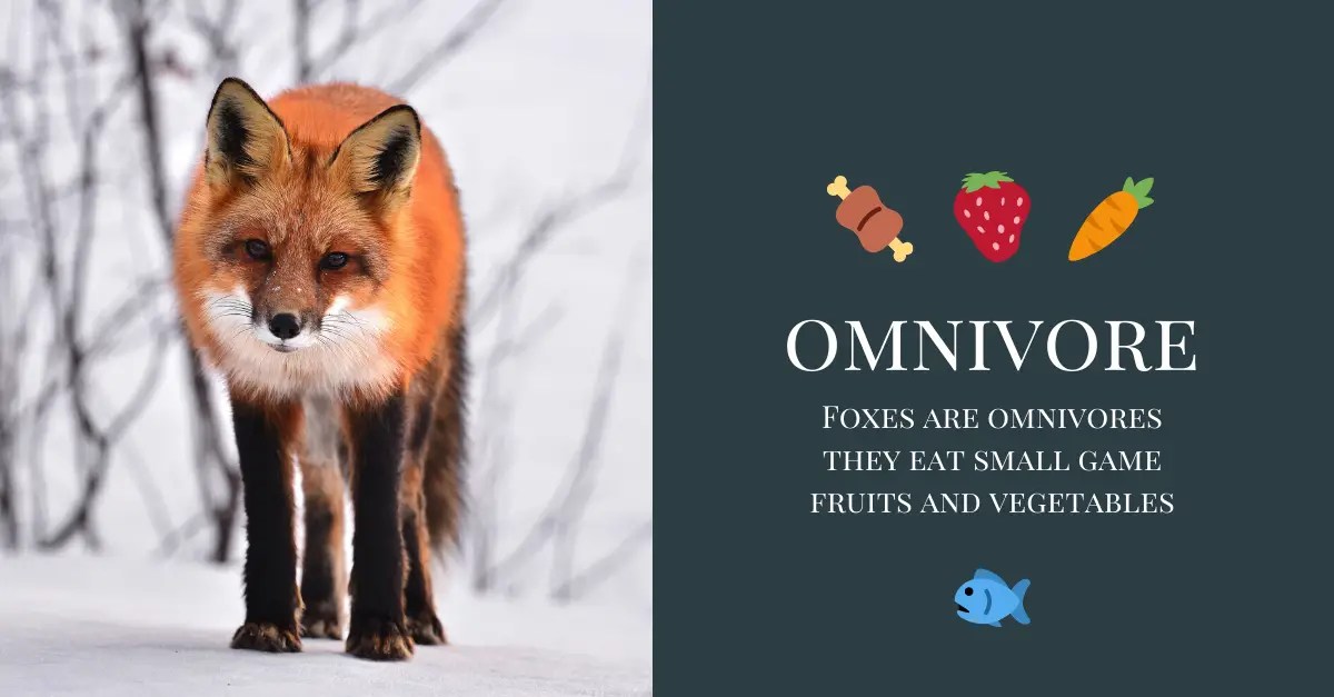 What a Fox Eats The Complete Guide All Things Foxes
