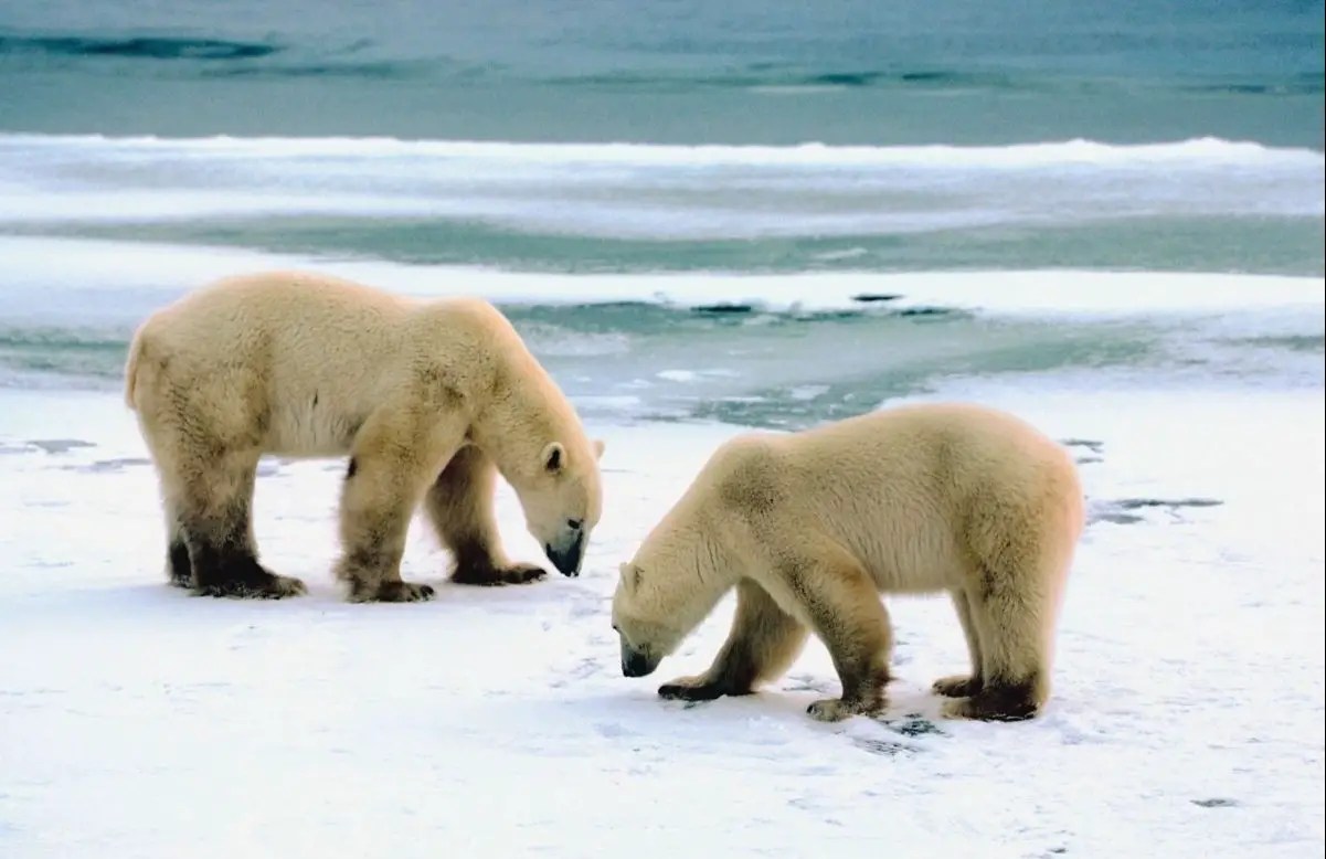 Do Polar Bears Eat Arctic Foxes Ultimate Guide All Things Foxes