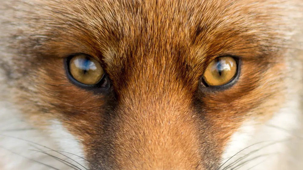 Do Foxes Eat Hedgehogs? Ultimate Guide All Things Foxes
