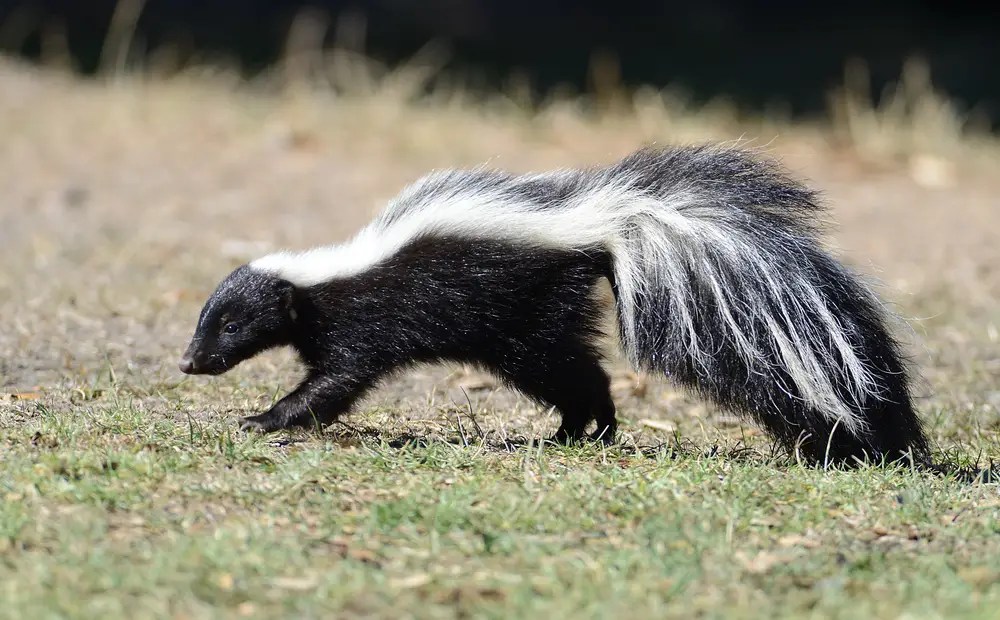Do Foxes Eat Skunks Ultimate Guide All Things Foxes
