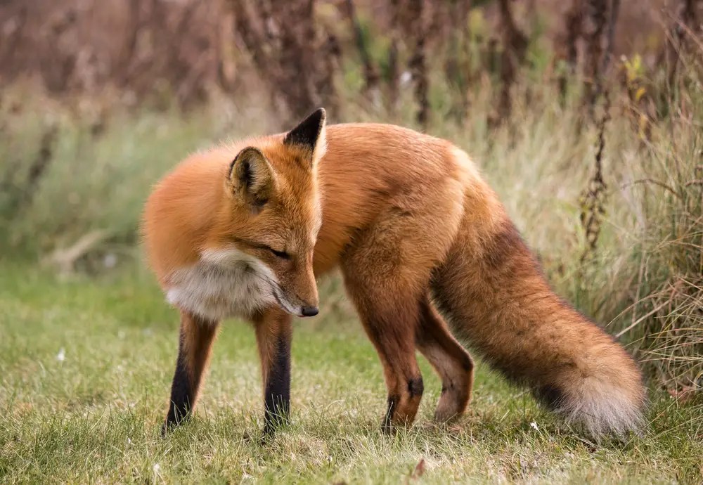 Do Foxes Eat Skunks Ultimate Guide All Things Foxes