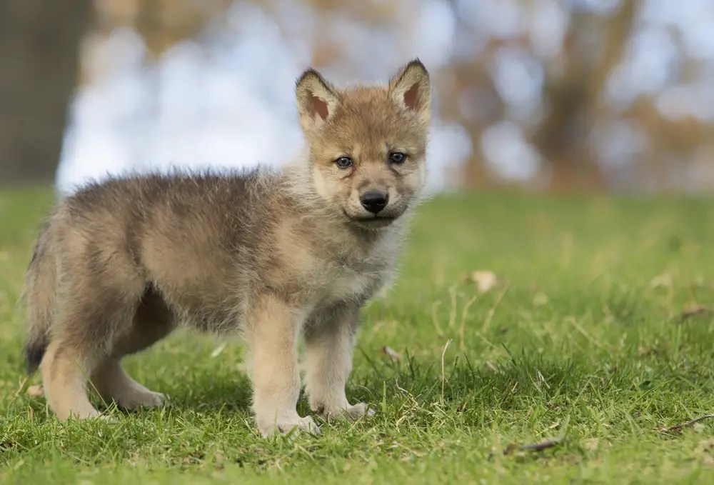 What Are Baby Wolves Called? All Things Foxes