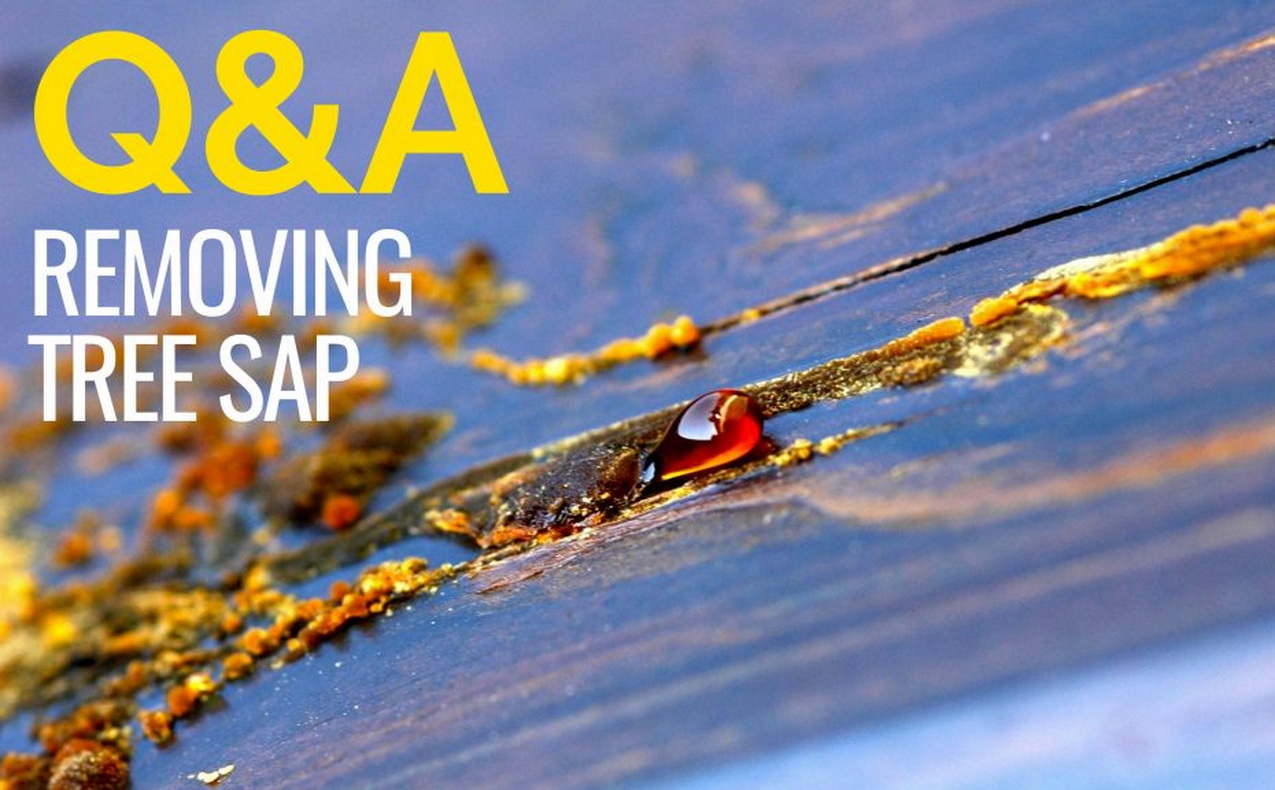 How to remove tree sap from wood, clothes and vehicles — allthingshome.ca