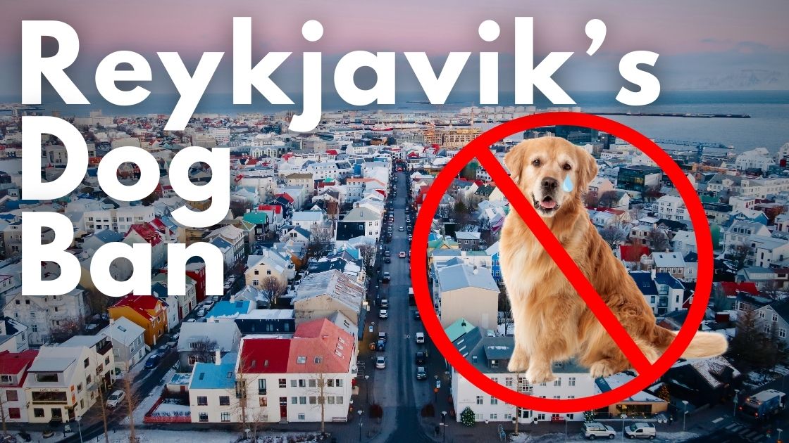 Why Reykjavik, Iceland Banned Dogs & Now Cats Rule the City