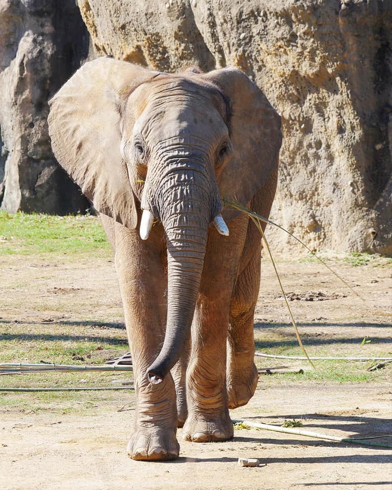 An Aquarium and Zoos Near Madison, Alabama All Things Madison