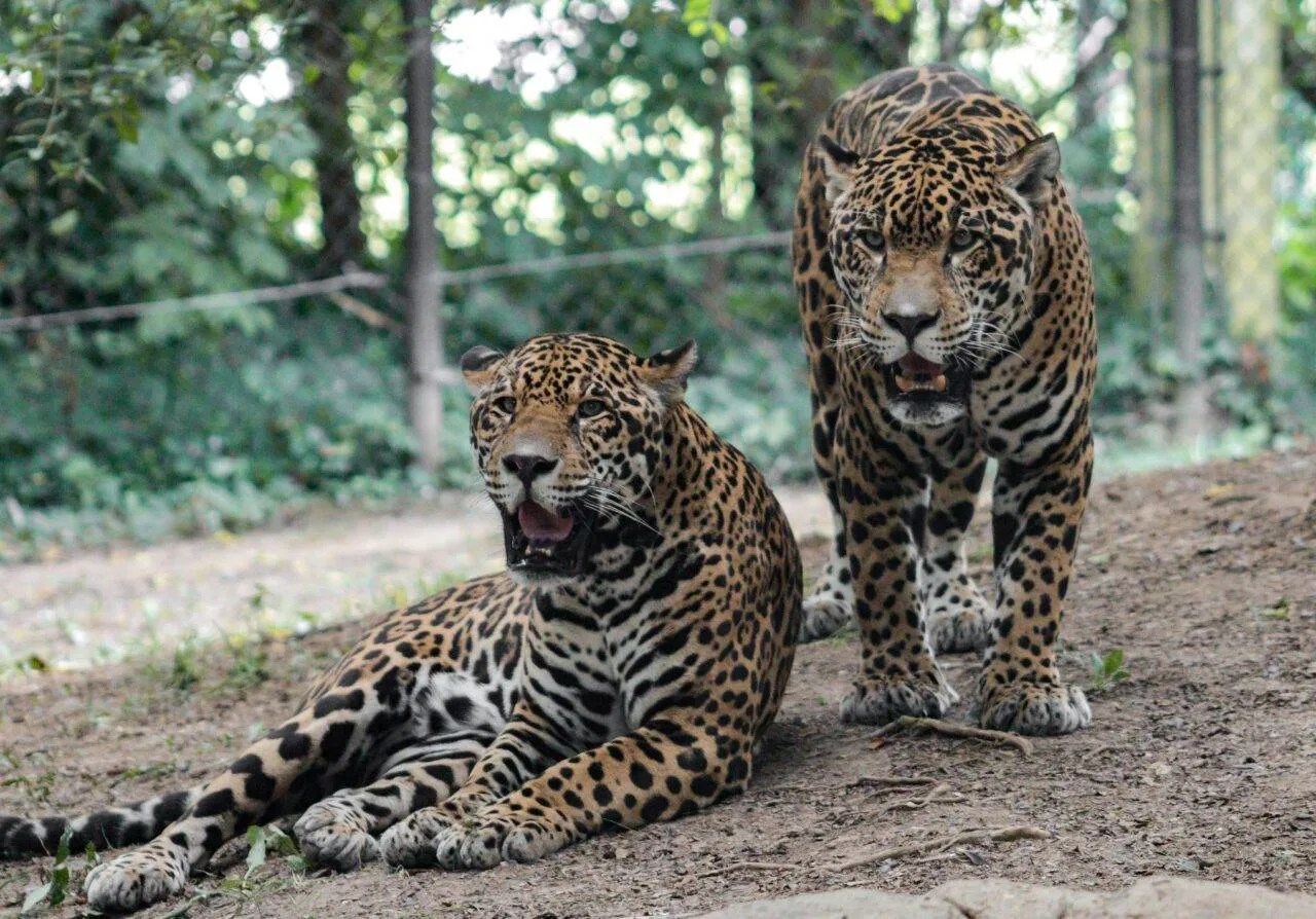 An Aquarium and Zoos Near Madison, Alabama All Things Madison