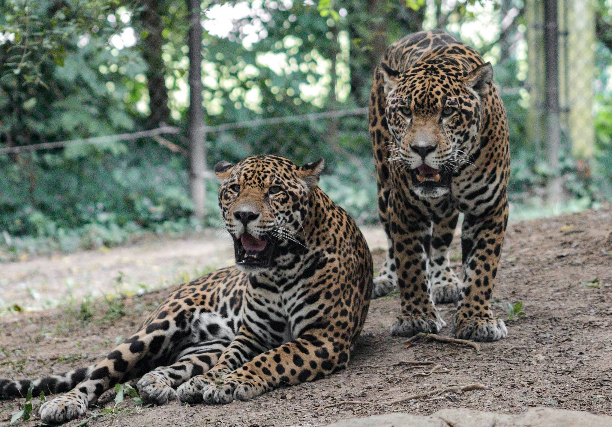 An Aquarium and Zoos Near Madison, Alabama All Things Madison