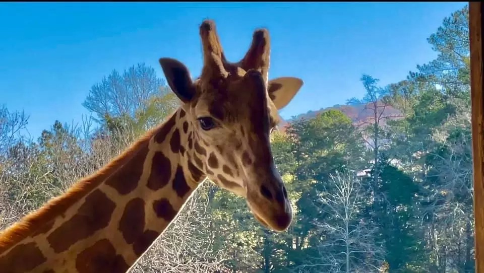 An Aquarium and Zoos Near Madison, Alabama All Things Madison