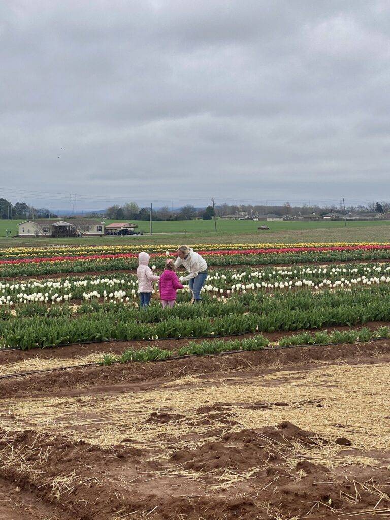 The Tulips at Hubert Family Farms 5 Tips to Enhance Your Visit