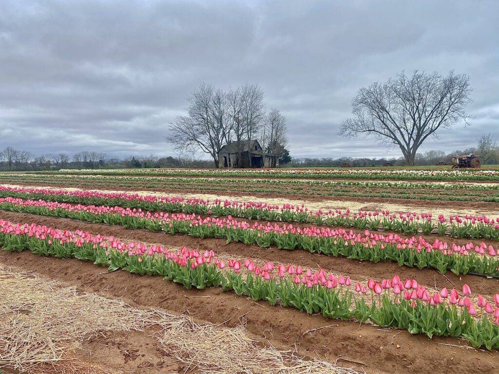 The Tulips at Hubert Family Farms 5 Tips to Enhance Your Visit