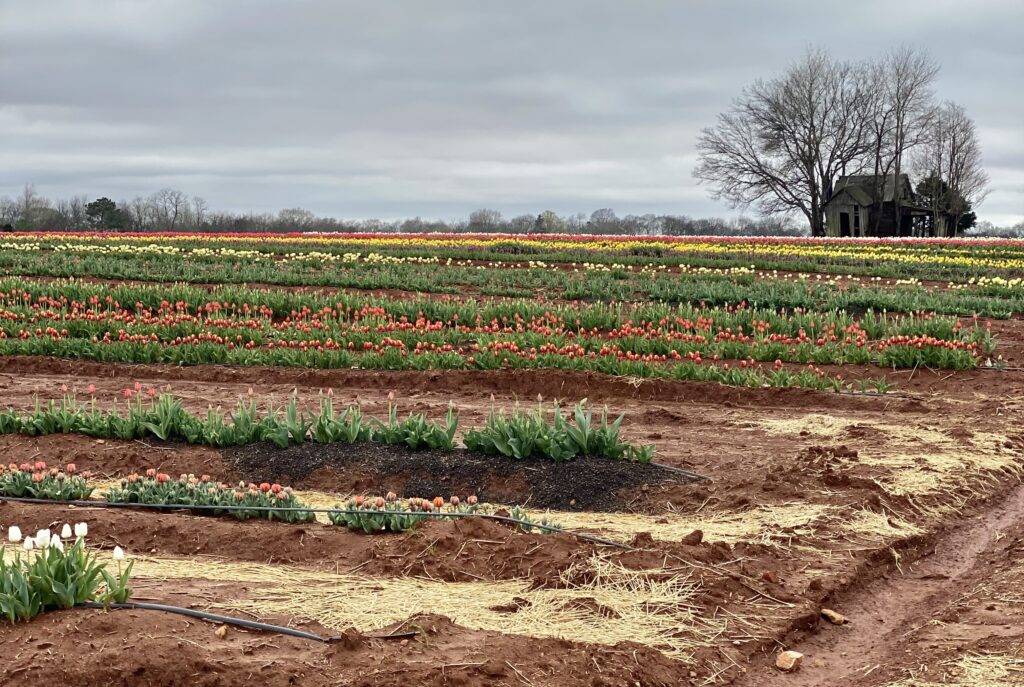 The Tulips at Hubert Family Farms 5 Tips to Enhance Your Visit