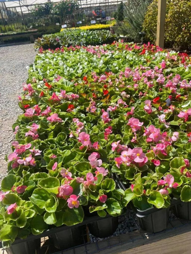Landscape Design in Madison, Alabama at Indian Creek Wholesale Nursery