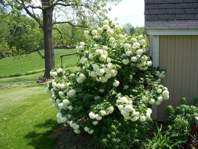 Garden Tours Indygardengal, Veronica Bowling