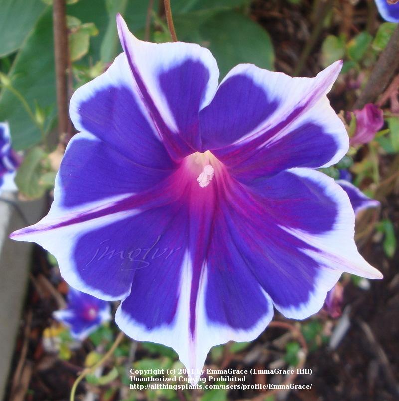 What Is Morning Glory Plant In Japanese at Agnes Hendricks blog