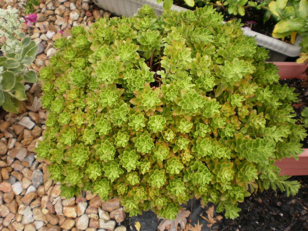 A DroughtTolerant Garden
