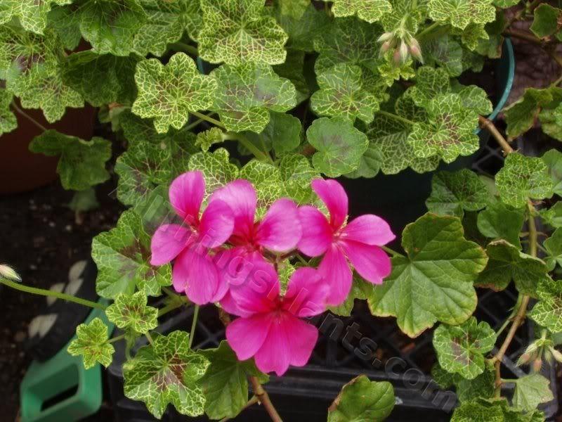 Photo of the entire plant of Ivy Geranium (Pelargonium peltatum
