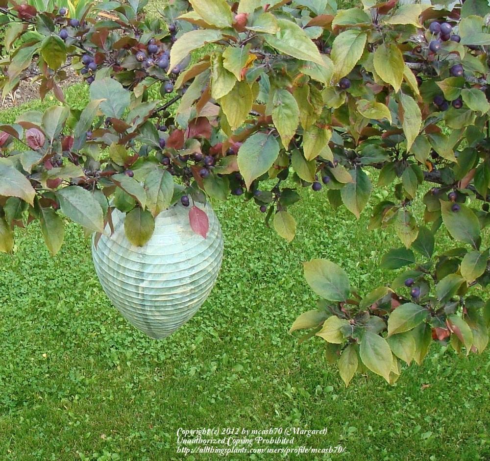 How To Deter Wasps Great Idea!