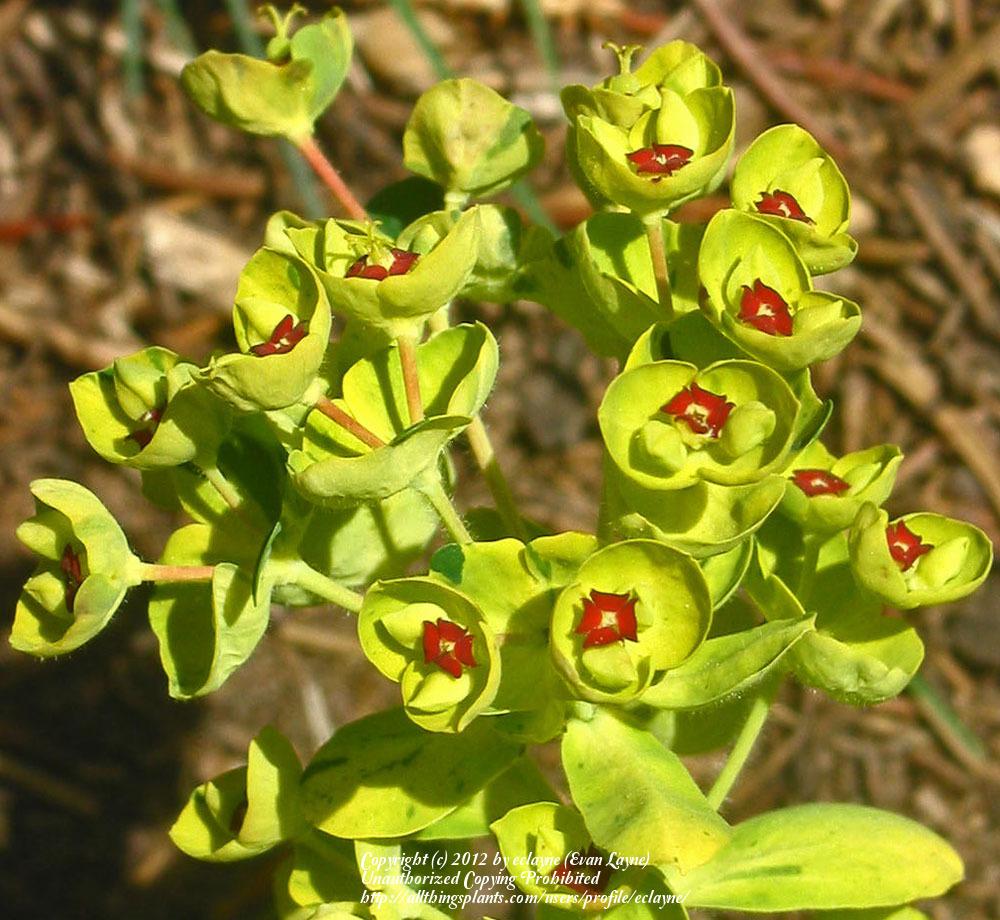 Photo of the bloom of Cushion Spurge (Euphorbia x martini 'Ascot