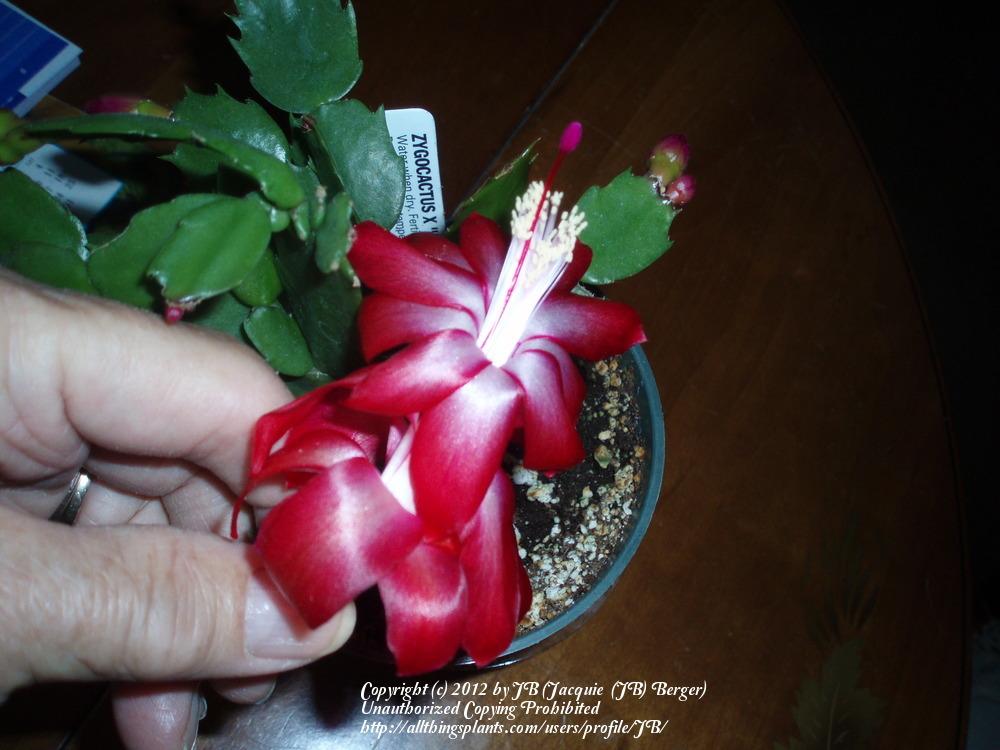 Madrilane Christmas Cactus Photo of the bloom of Christmas Cactus (Schlumbergera truncata