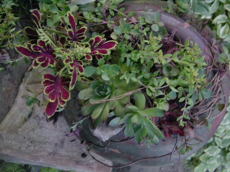 Containers forum looking for advice with 'lying down' pots.