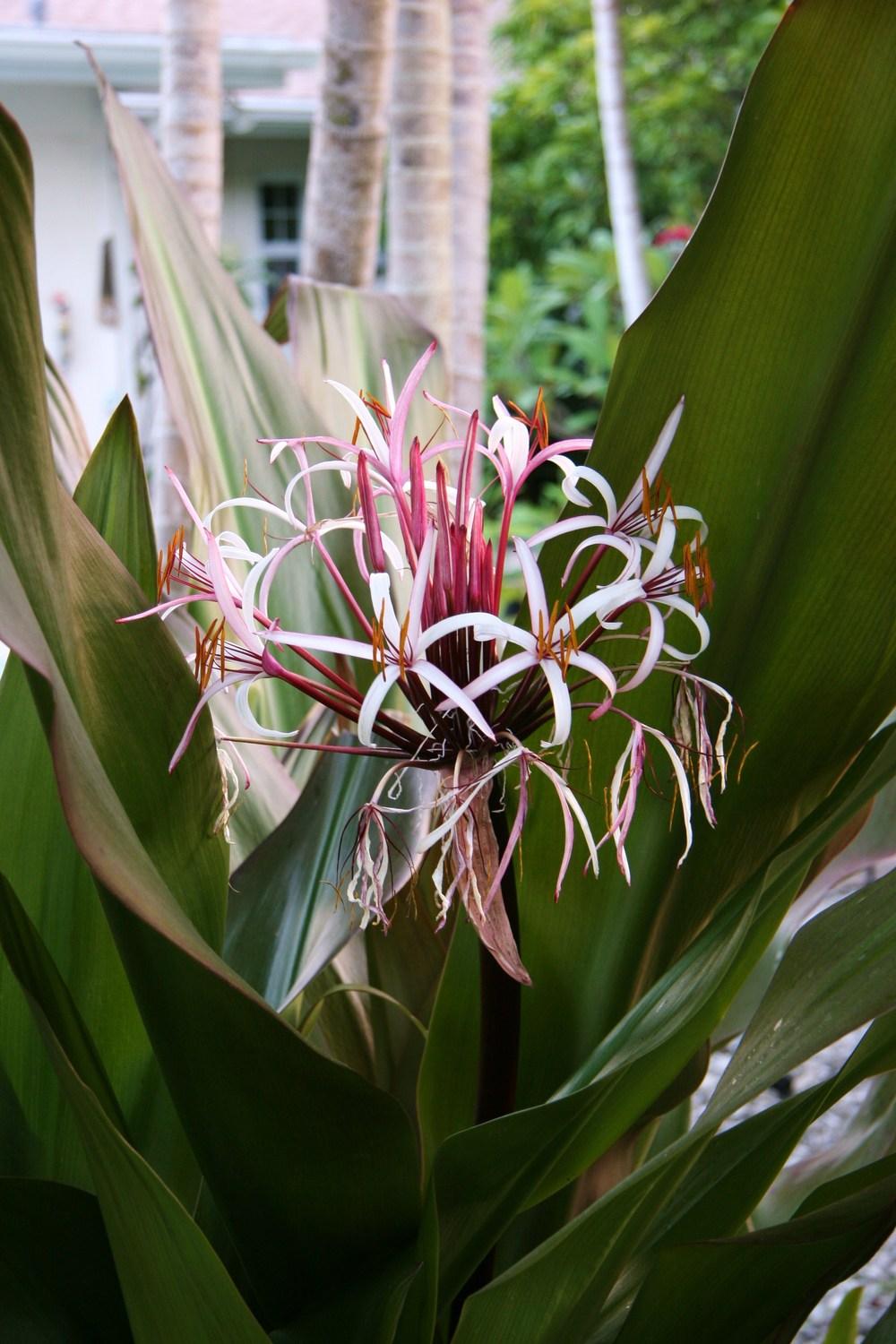 Photo of the bloom of Giant Spider Lily (Crinum 'Queen Emma') posted by