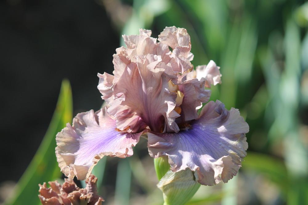 Photo of the bloom of Tall Bearded Iris (Iris 'Dragon Dance') posted by