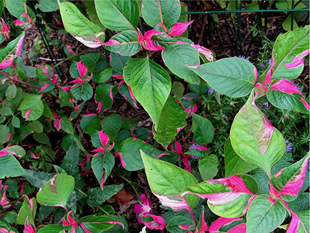 Photo of the entire plant of Joseph's Coat (Alternanthera ficoidea 'Partytime') posted by LarryR