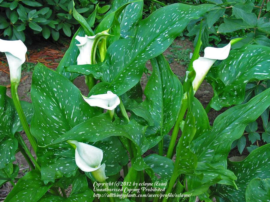 Photo of the entire plant of White Spotted leaf Calla Lily