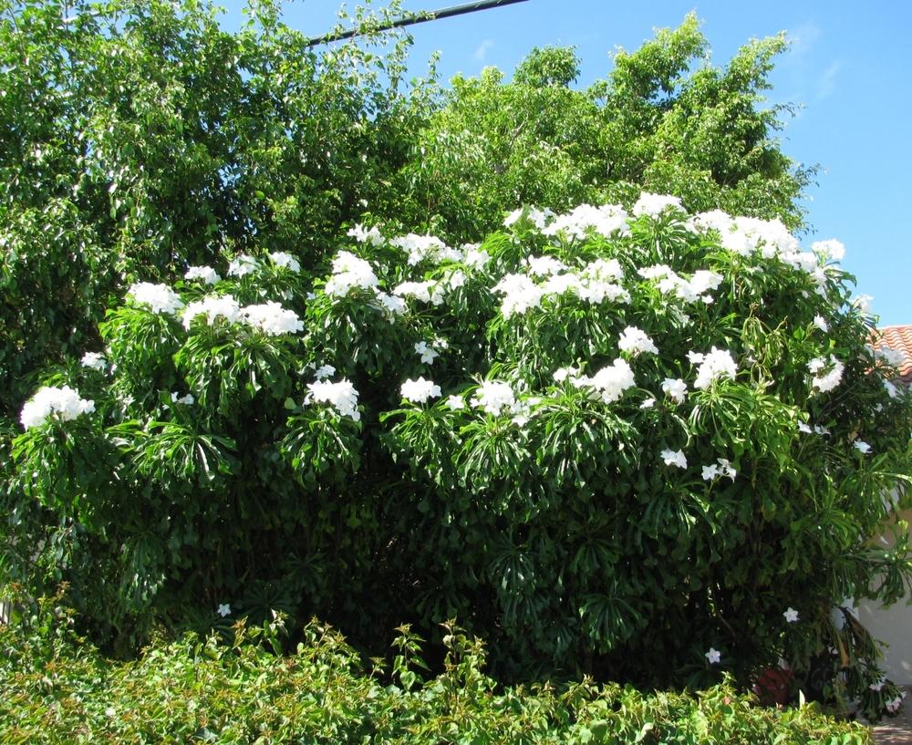 Plumeria forum Pudica Cutting