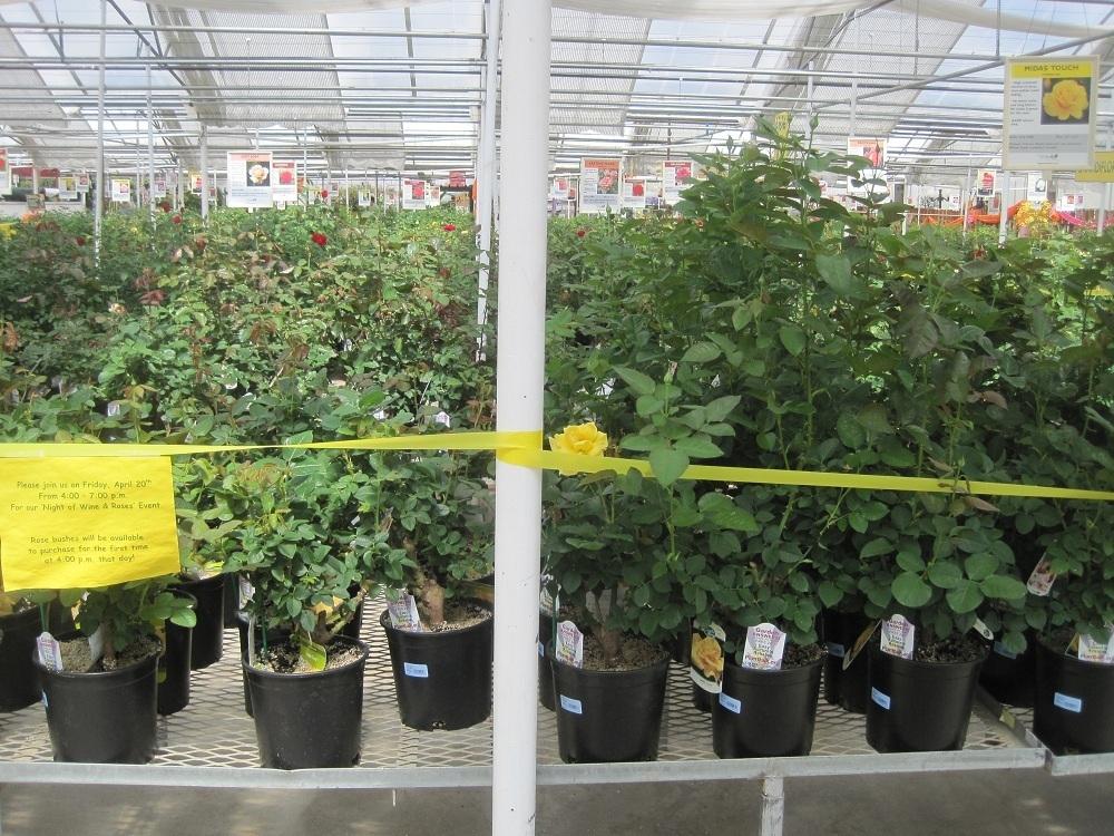 Growing Roses in Colorado