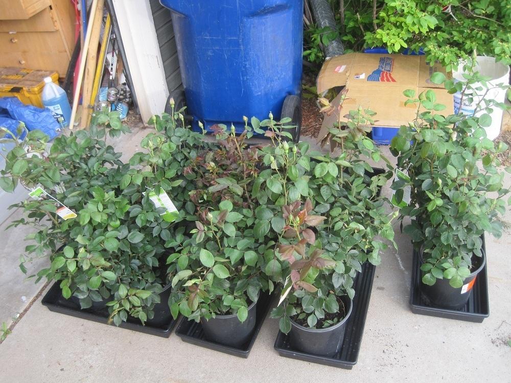 Growing Roses in Colorado