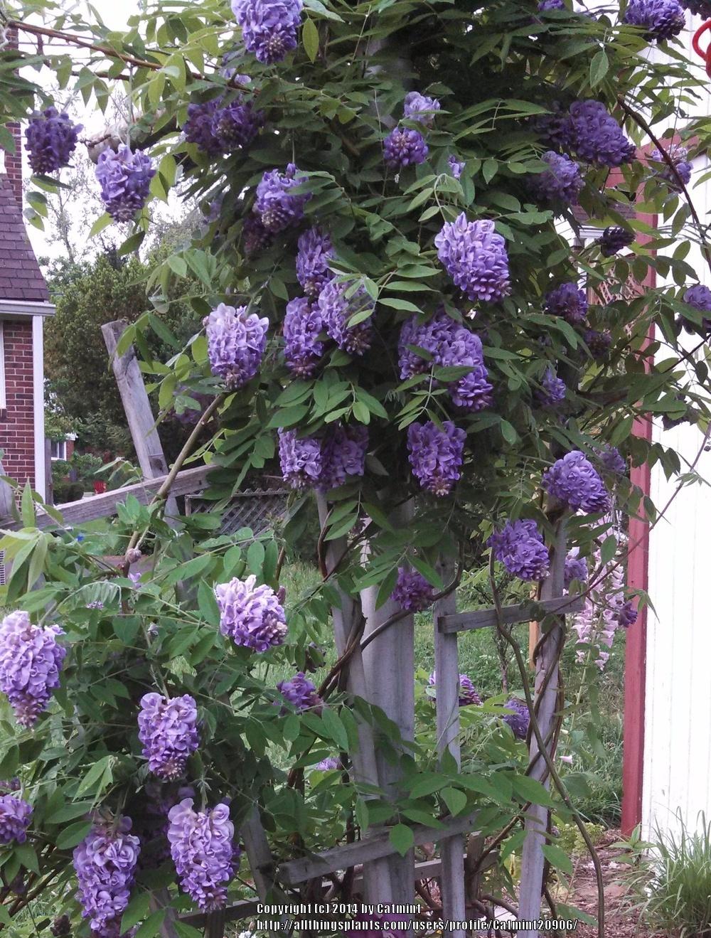 Photo of the bloom of American Wisteria (Wisteria frutescens 'Amethyst Falls') posted by