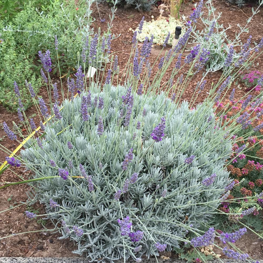 Photo of the entire plant of English Lavender (Lavandula angustifolia