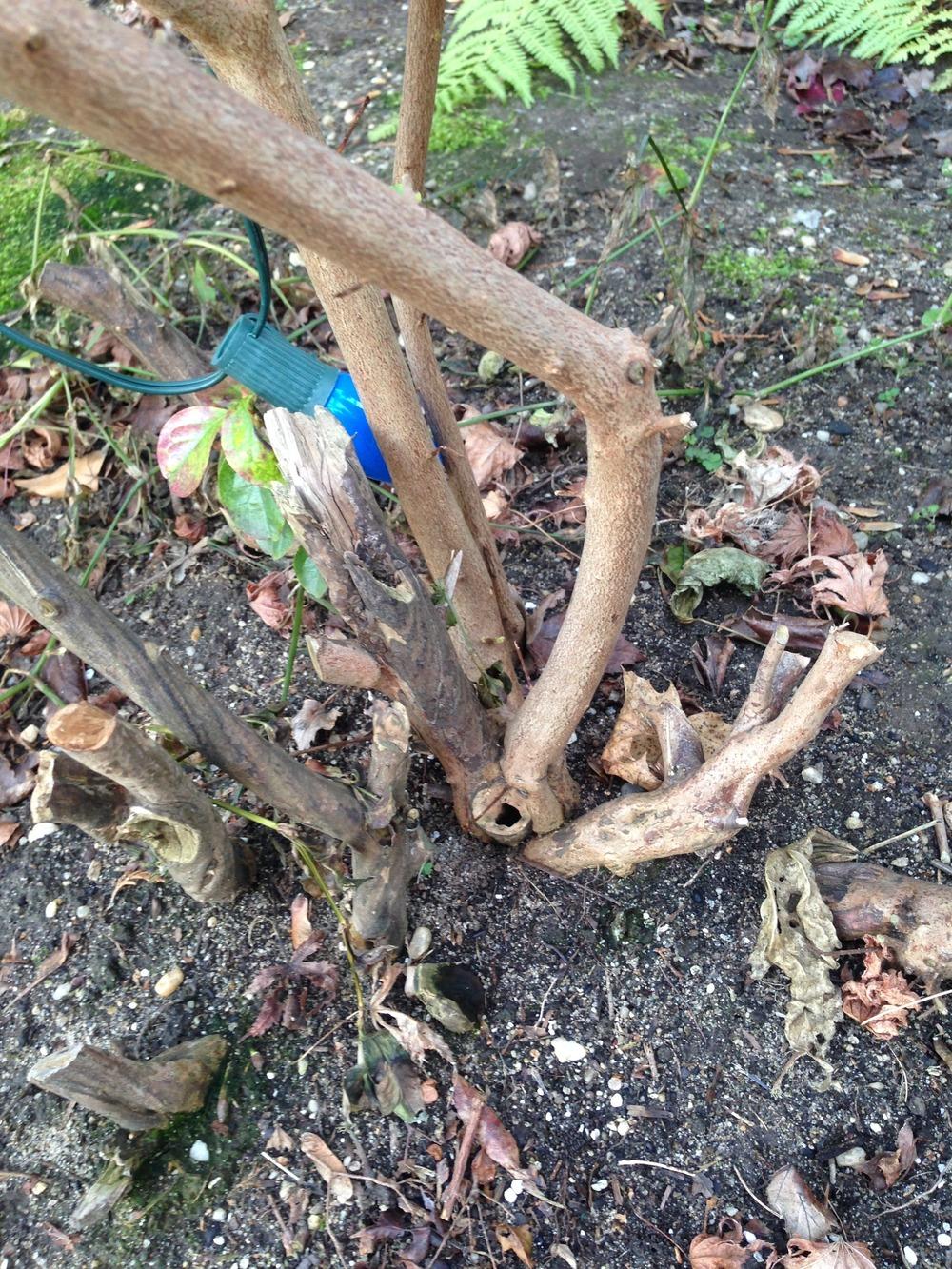 Ask a Question forum I think my Azalea is dying, but don't know why