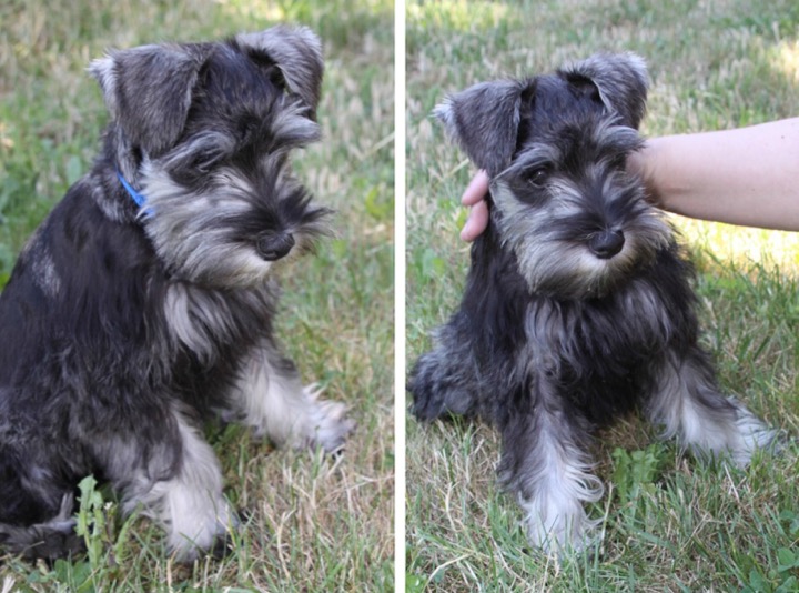 Freshpet Natural Pet Food Available at Target All Things Target