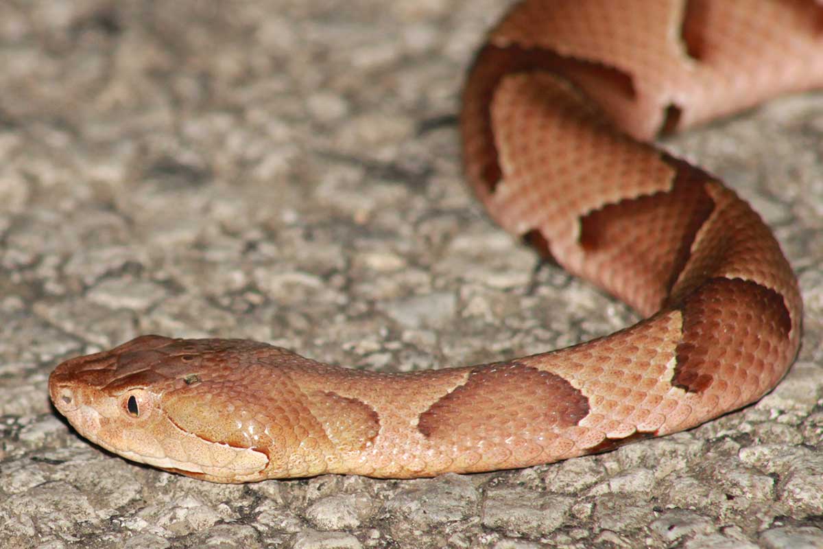 Snake Removal ALL THINGS WILD Nuisance Wildlife Control