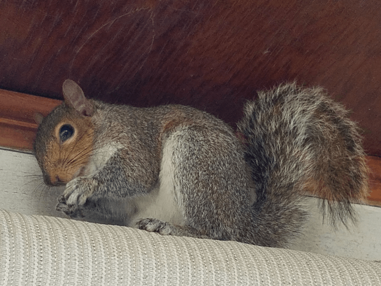 Squirrel Removal, Squirrels in Attic, Repair, Forest Acres SC
