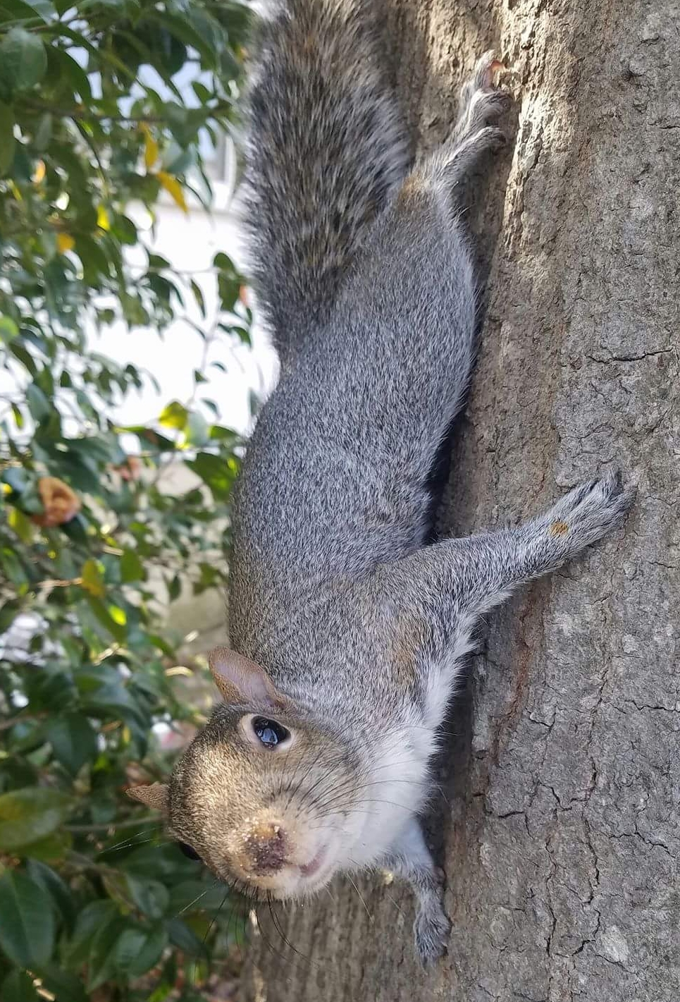 Squirrel Removal, Squirrels in Attic, Damage Repair, Columbia SC