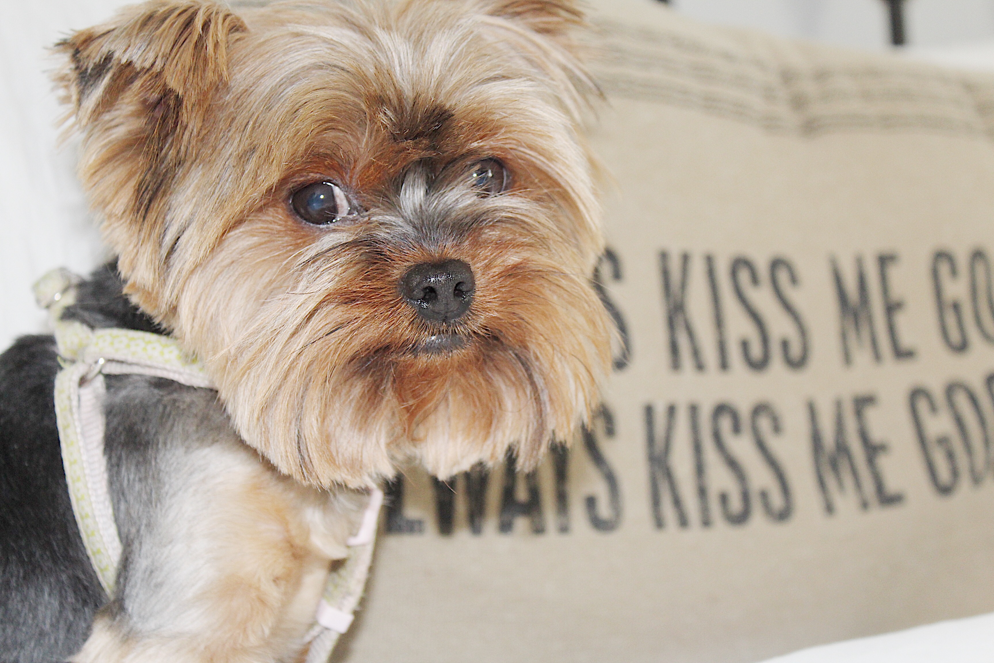 Living with Animal How Long Do Yorkie Mix Live